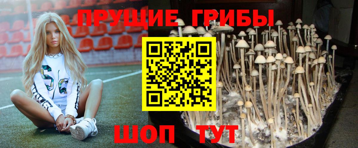 Галлюциногенные грибы GOLDEN TEACHER  Галлюциногенные грибы Cubensis  Вход с VPN  где можно купить наркотик  Тамбов 